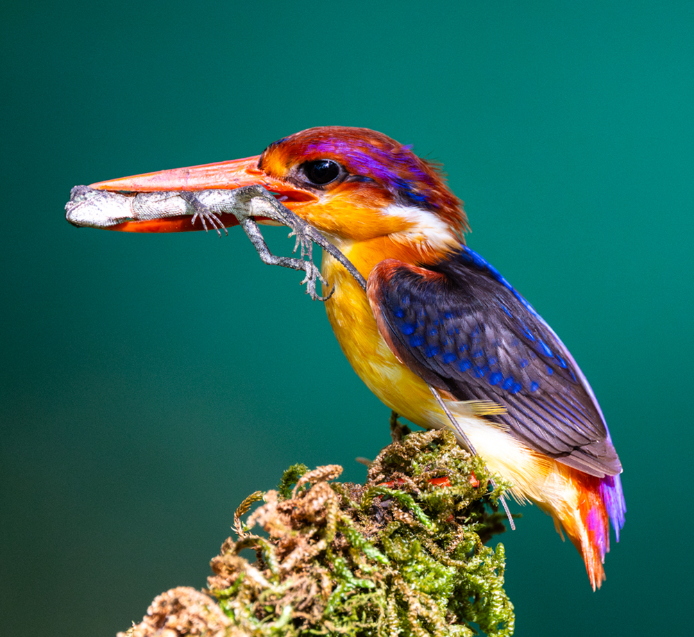 Environment Initiatives