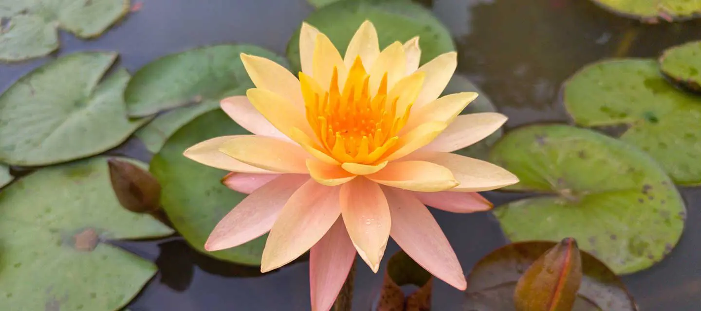 The Satsang Foundation